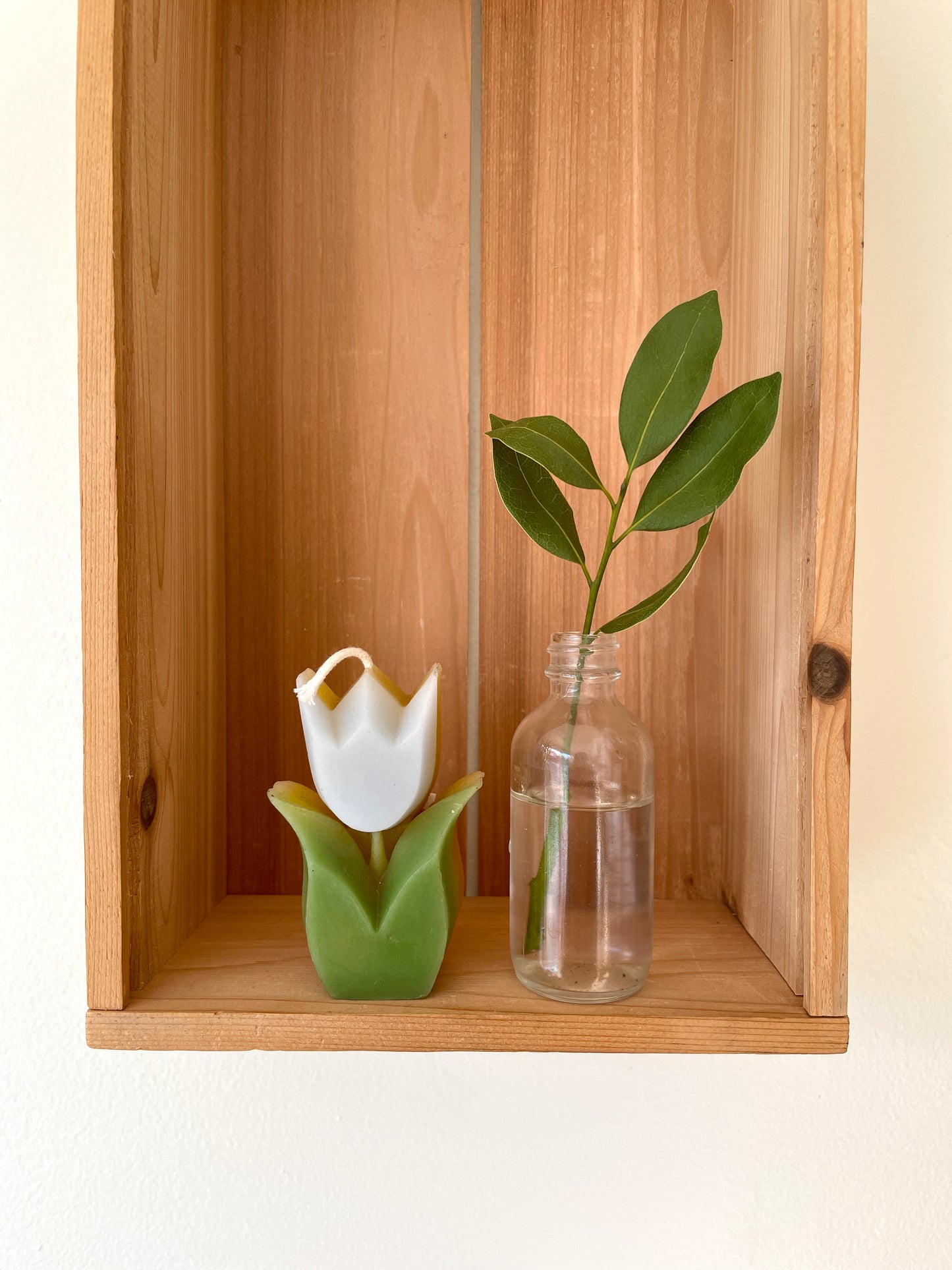 The Wax Studio Tulip