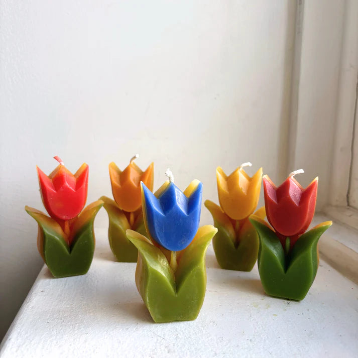 The Wax Studio Tulip